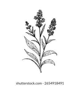 Wildflowers with leaves, black and white sketch. Vector illustration. Wormwood, lavender, meadow flower, isolated on a white background. The theme of nature, spring and summer