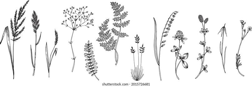 Wildflowers, leaves, flowers and stems. botanical illustration. hand drawn line drawing.