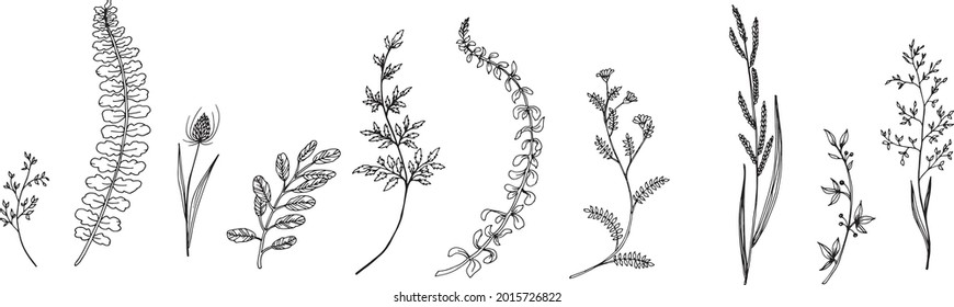 Wildflowers, Leaves, Flowers And Stems. Botanical Illustration. Hand Drawn Line Drawing.