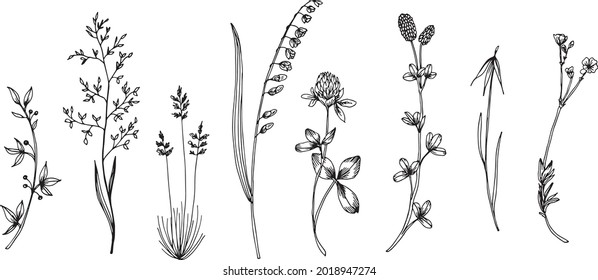 Wildflowers, leaves, flowers and stems. botanical illustration. hand drawn line drawing.