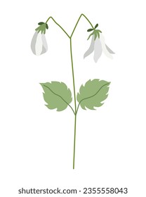 Wildflowers. Medicinal herbs are ready for harvesting. Botanical illustration isolated on white.