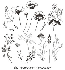 Wildflowers And Plants. Hand Drawn Illustration.