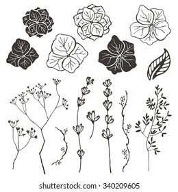 Wildflowers and plants. Hand drawn illustration.