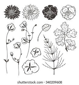 Wildflowers and plants. Hand drawn illustration.