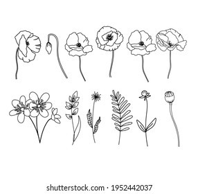 Wildflowers, poppy, collection of flowers, drawing,line art, vector.