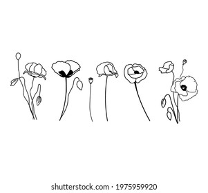Wildflowers, poppy, collection of flowers. The poppies are single and bouquets. Isolated vector plants in outline style