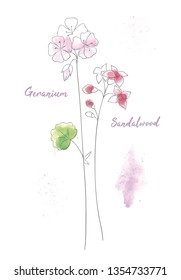 Wildflowers sandal hand drawn watercolor illustration. Sandalwood aquarelle paint drawing. Geranium branches ink pen isolated clipart. Sandal twigs sketch. Greeting card, poster floral design element