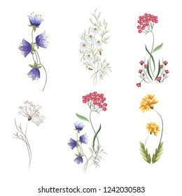 Wildflowers. A set of graphic elements for botanical compositions. Vector illustration on isolated white background