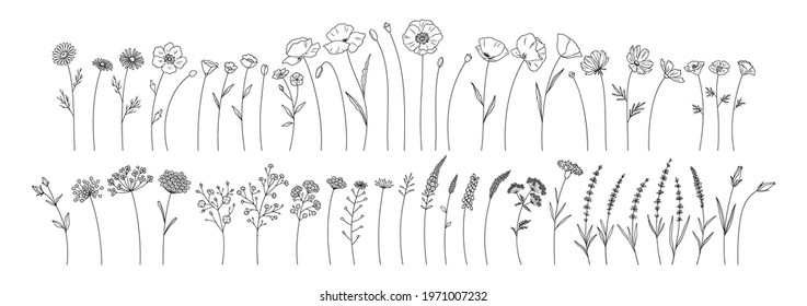 Wildflowers set, line style hand drawn flowers. Meadow herbs, wild plants, botanical elements for design projects. Vector illustration.