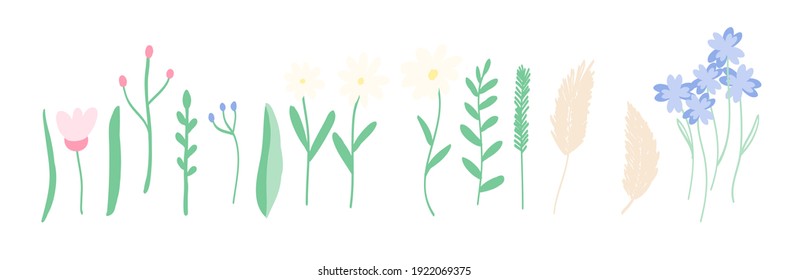 Wildflowers set. Pampas grass, daisy, chamomile, buttercups, floral. Bohemian hand drawn color illustration 
