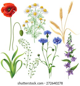 Wildflowers set. Poppy, cornflowers, chamomile, bluebell, blindweed,  wheat ears and  grass  isolated on white.