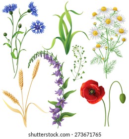 Wildflowers set. Poppy, cornflowers, chamomile, bluebell, blindweed,  wheat ears and  grass  isolated on white.