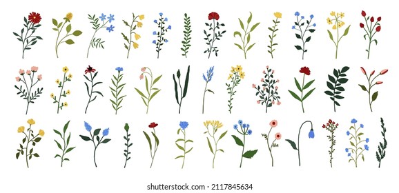 Flores salvajes. Flores silvestres plantas botánicas florales. Hierba de prados y hierbas de campo. Delicada ilustración de flores de verano en estilo plano dibujado a mano aislado en fondo blanco