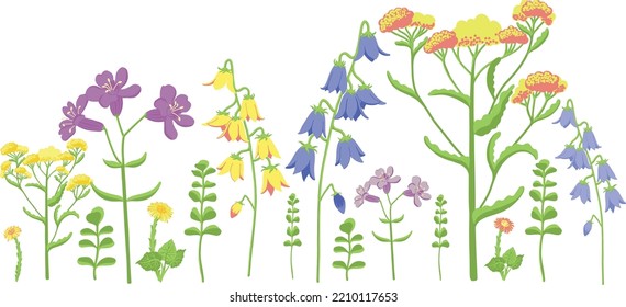 Wildflowers set. Wild flowers floral botanical plants. Meadow and field herbs. Delicate summer flowers illustration in hand drawn style isolated on white background