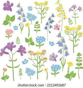 Wildflowers set. Wild flowers floral botanical plants. Meadow and field herbs. Delicate summer flowers illustration in hand drawn style isolated on white background