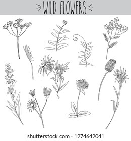 Wildflowers, sketch, vector, Black & White Outline, doodle, leafs, branches, daisy, flower, freehand, plants, nature, spring, summer, fern, pretty, collection, botanical, drawing, field, illustration