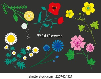 Wildflowers in Summer on Country