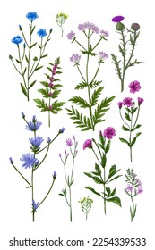 Wildflowers in summer. Poster wild herbs. Flax, chicory, valerian, motherwort, thistle