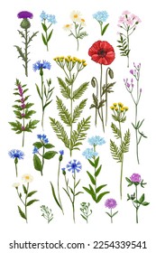 Wildflowers in summer. Poster wild herbs. Poppies, chicory, tansy, forget-me-not, cornflower