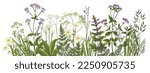 Wildflowers in summer. Wild herbs.  Cornflowers, forget-me-nots, yellow buttercups, ferns
