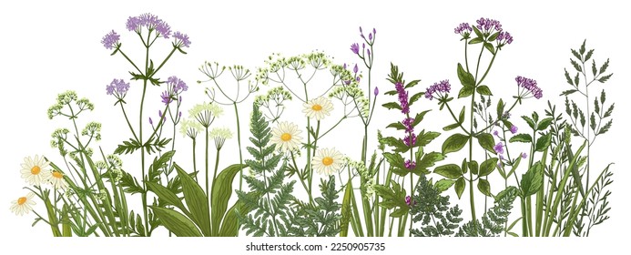 Wildflowers in summer. Wild herbs.  Cornflowers, forget-me-nots, yellow buttercups, ferns