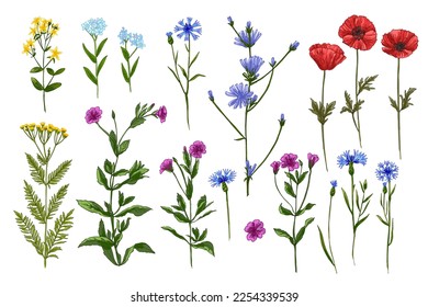 Wildflowers in summer. Wild herbs. Poppies, chicory, tansy, forget-me-not, cornflower