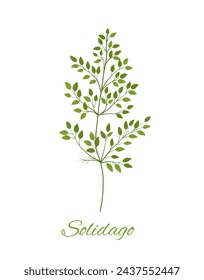 Wildflowers with text. Flower with inscription solidago. Wildlife flora and herbs. Bloom and blossom plant spring season. Cartoon flat vector illustration isolated on white background