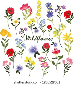 Wildflowers vector graphic clipart, 16 individual elements including poppies, forget-me-not and buttercup