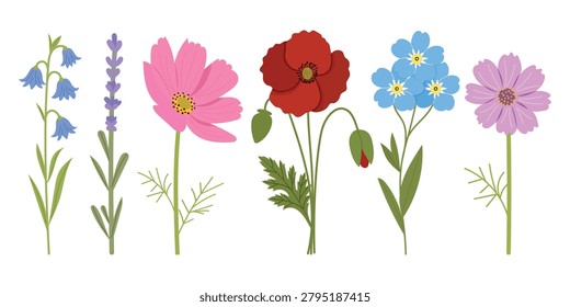 Wildflowers vector set, cartoon isolated garden flowers collection with poppy, lavender, bluebell, cosmos and forget-me-not on white background.