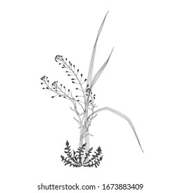 Wildherbs, floral arrangement. Black and white vector illustration. Isolated element for design on white. Silhouette.