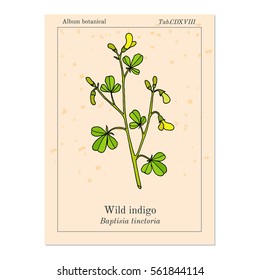 Wild-indigo (Baptisia tinctoria), or yellow false indigo, horseflyweed, broom-clover, medicinal plant. Hand drawn botanical vector illustration