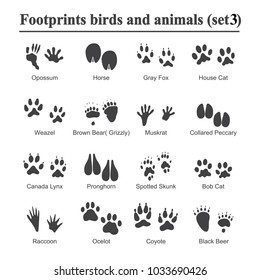 Animal Footprints Vector Set Foot Prints Stock Vector (Royalty Free ...