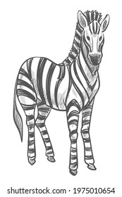 Animales y mamíferos silvestres, cebra aislada con pieles desnudas. Savannah o safari, stallion de género equino. Hombre incoloro parado quieto. Esbozo monocromático de la fauna. Vector de estilo plano