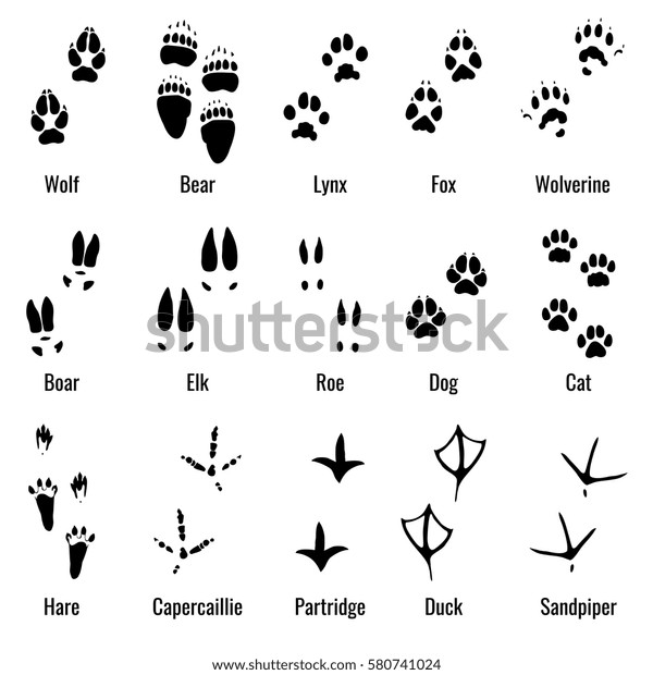 野生動物 爬虫類 鳥の足跡 動物の足跡は ベクター画像セットを印刷します 様々な動物の足跡 黒いシルエット足跡 のイラスト のベクター画像素材 ロイヤリティフリー