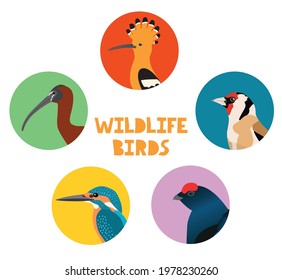 Wildlife birds portrait in round frames. Vector illustration set
