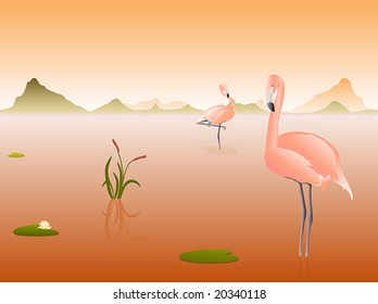 Wildlife flamingo