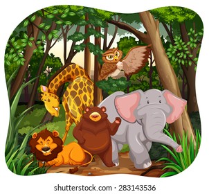 Wildlife in a forest with white background