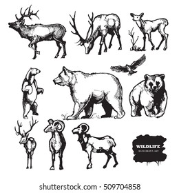 Wildlife. Hand drawn vector silhouettes.