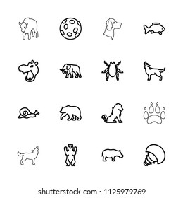 Wildlife icon. collection of 16 wildlife outline icons such as lion, bear, hippopotamus, beetle, elephant, wolf, snail, fish. editable wildlife icons for web and mobile.
