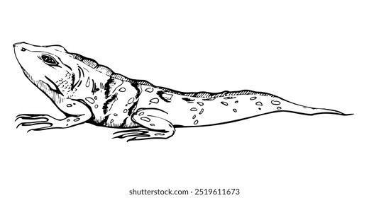 Fauna silvestre iguana lagarto reptil gecko salamandra animal mascota. Área de isla tropical del desierto. Dibujado a mano Vector de tinta ilustración aislada, un solo elemento para el viaje, zoo terrario tienda folleto, vacaciones