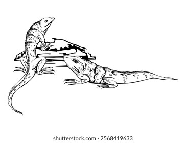 Wildlife iguana lizard reptile gecko salamander animal pet. Desert tropical island area. Hand drawn ink vector isolated on white illustration. Design travel, vacation, zoo terrarium shop brochure ads