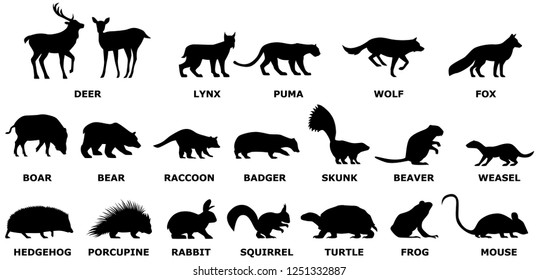 Wildlife Mountain Forest Animals Silhouette School Education Isolated Vector Set Deer Turtle Squirrel Wolf Bear Mouse 