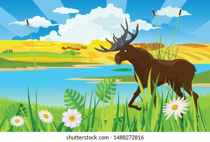 Wildlife nature scene, moose  at the river vector