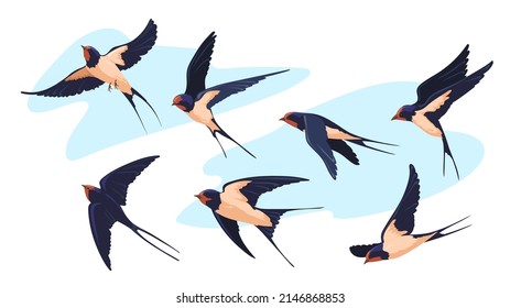Wildlife swallow. Isolated flying swallows bird swallowing vole, birding swift air flight songbird martin plumage wings flock birds above sky tattoo design neat vector illustration