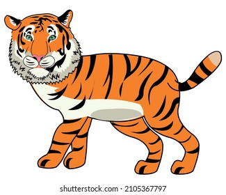 Wildlife tiger on white background is insulated