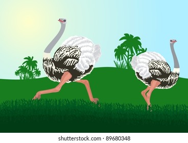 Wildlife. Two ostriches in their natural habitat