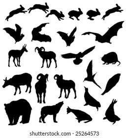 wildlife vector illustration