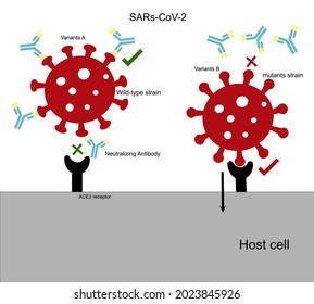 The wild-type strain  of SARs-CoV-2 (COVID-19) that bind with neutralizing antibodies can't invade host cells whereas
mutant strain (variant) can evade the immune that result in viral infection.