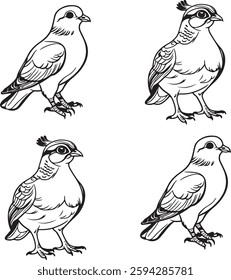I will caret Pigeon mixd briad victory image