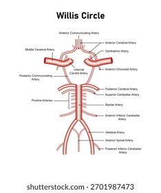 Willis circle Diagram Science Design. Vector Illustration.